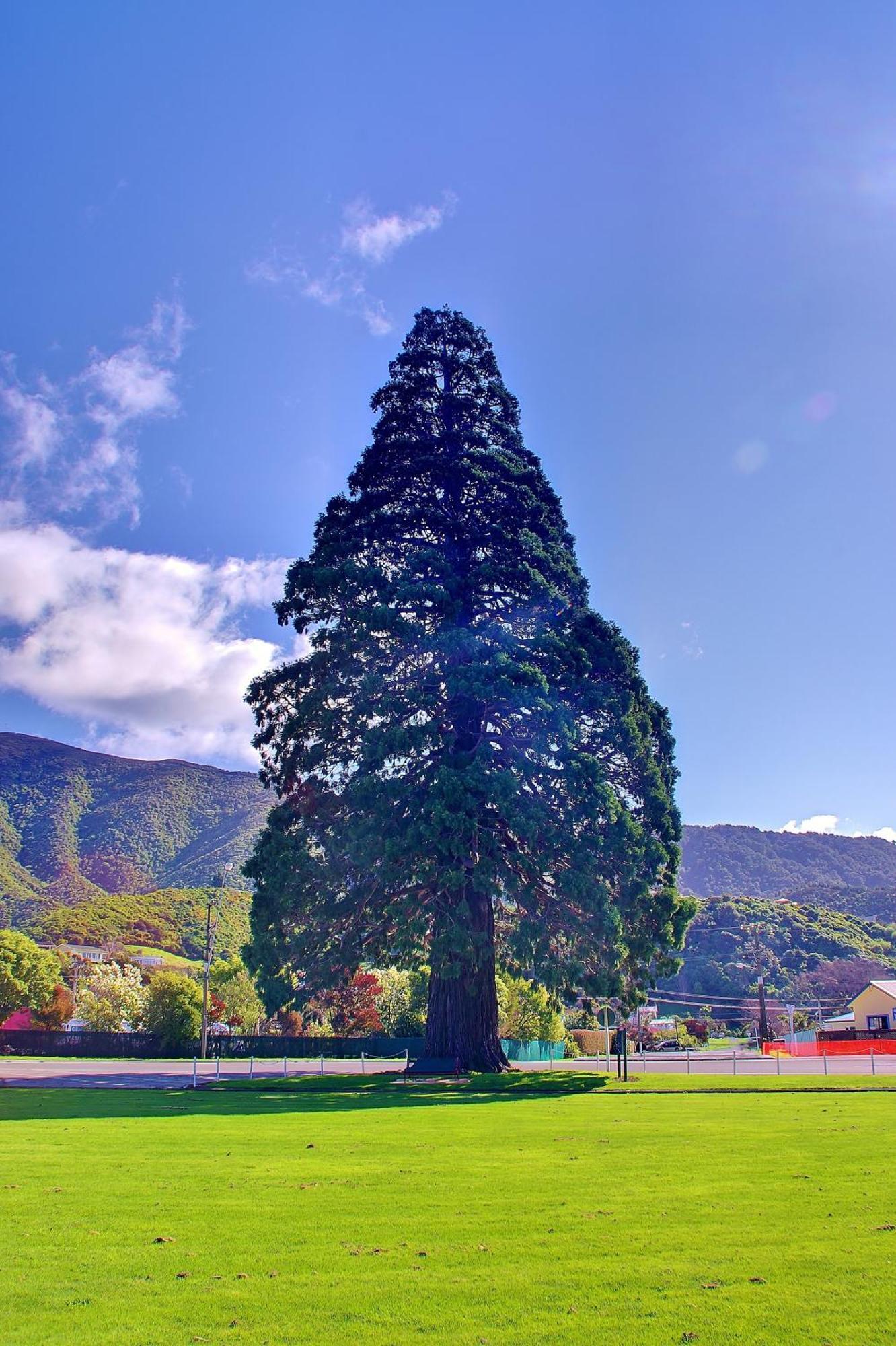 Sequoia Lodge Backpackers Picton Eksteriør bilde